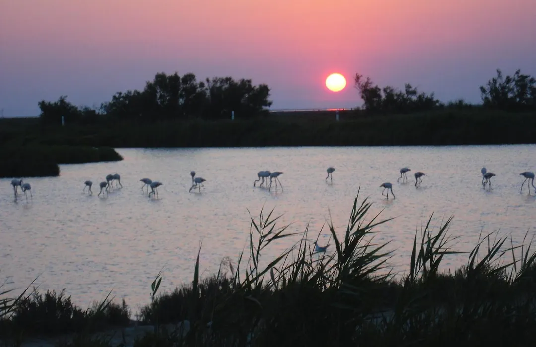 chambre les flamants-1