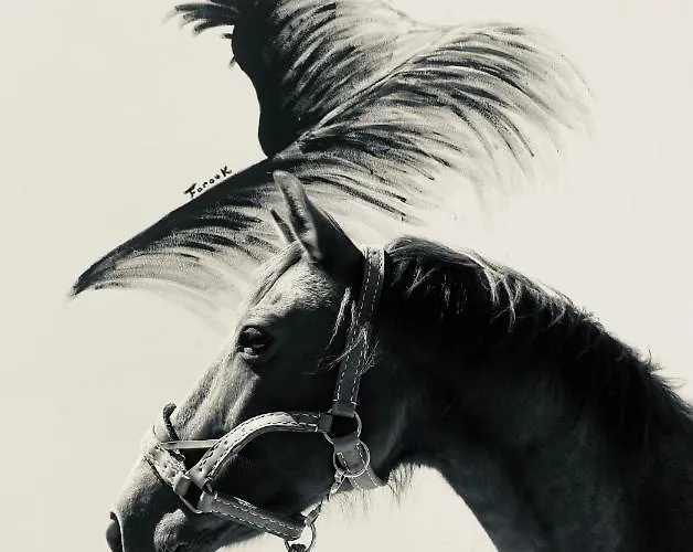 Equestres Lou Caloun - Les Saintes Maries De La